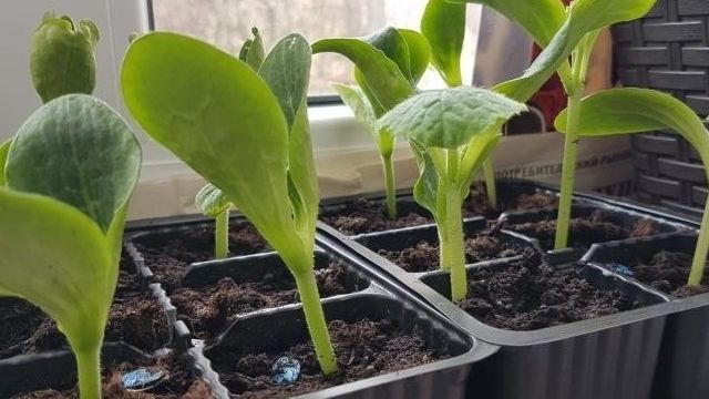 Как правильно выращивать рассаду кабачков