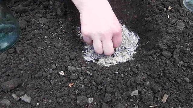 Посев тыквы в открытый грунт семенами