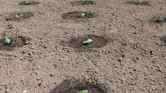 Как вырастить кабачки из семян в открытом грунте