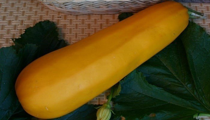 Сорт кабачок желтоплодный