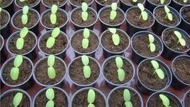 Особенности посадки семян кабачков на рассаду