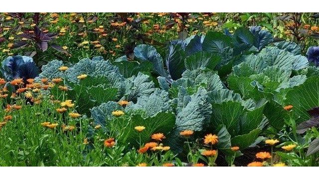 Агротехника выращивания капусты