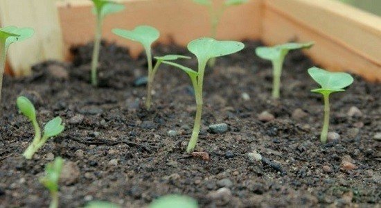 Рассада капусты выращивание