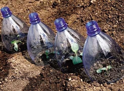 Укрытие рассады пластиковыми бутылками