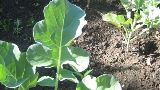 Выращивание капусты романеско в саду