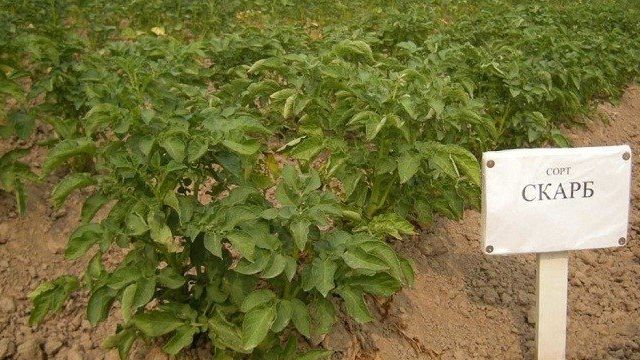 Картофель Скарб: характеристика и описание сорта, урожайность, отзывы