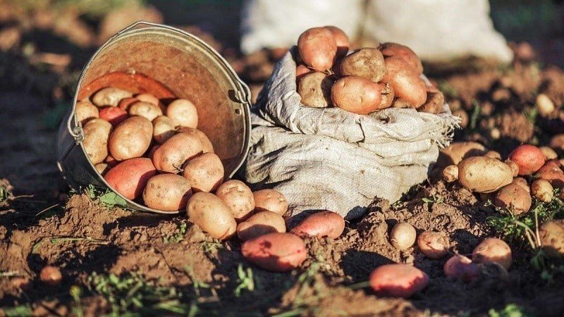 Урожай картошка осенью на кубани