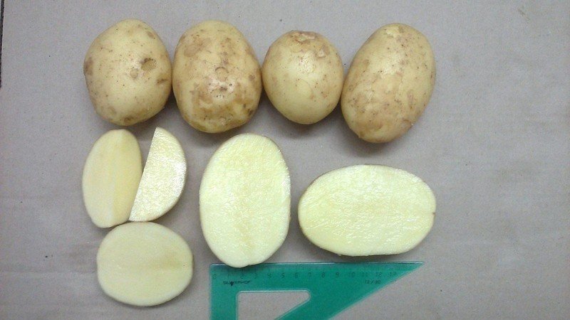 Картофель сорт агава