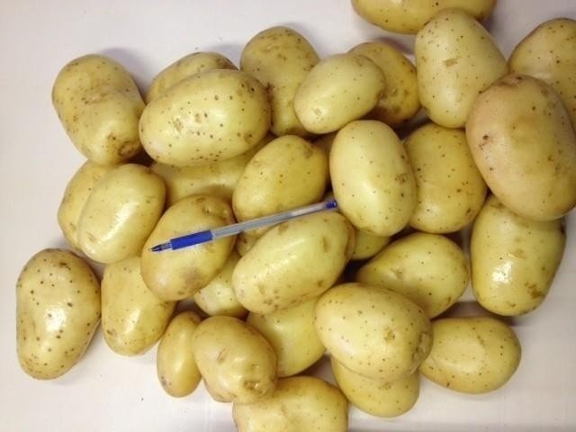 Сорт картофеля «сокур»