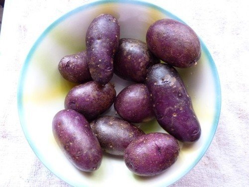 Сорт картофеля синеглазка