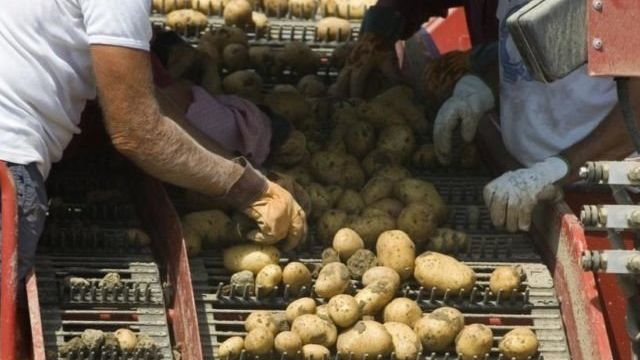 Приспособление для сортировки картофеля и как его сделать своими руками