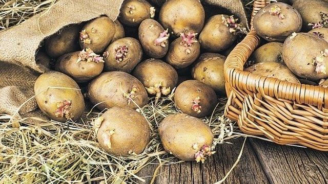 Расход семян картофеля на 1 га