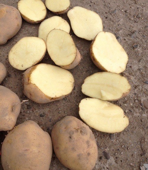 Сорт картофеля аспия