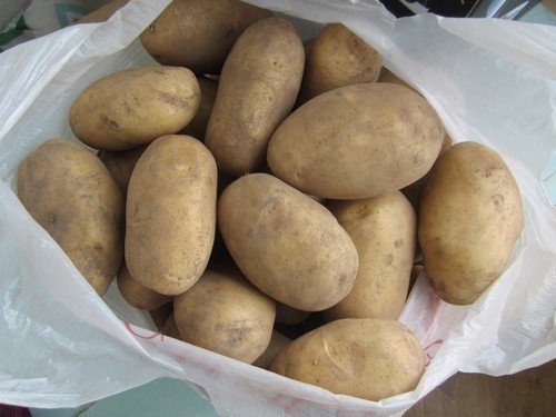Сорт картофеля лорх