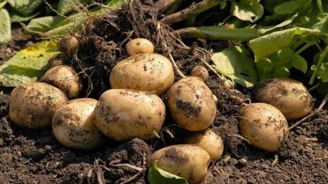 Сорт картофеля «Лорх»: описание, посадка, выращивание и уход