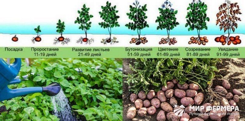 Фазы роста и развития картофеля