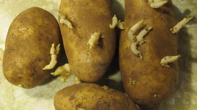 Среднеспелый картофель «Аврора»