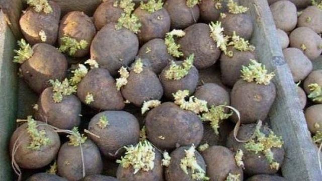 Посадка картофеля клубнями на приусадебном участке