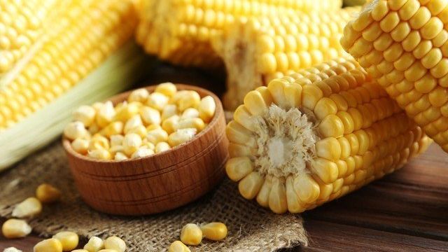 Как правильно вырасти кукурузу