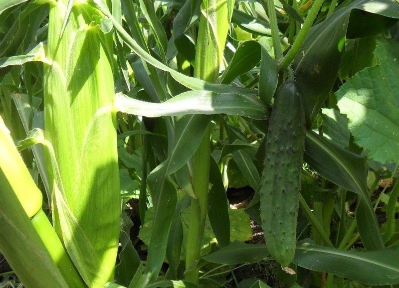Неопыленный початок кукурузы