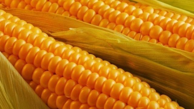 Описание и выращивание раннего, неприхотливого сорта кукурузы Лакомка Белогорья