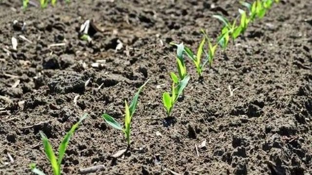 Сроки посадки кукурузы в Подмосковье на рассаду и в грунт, видео