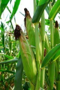 Молодой початок кукурузы