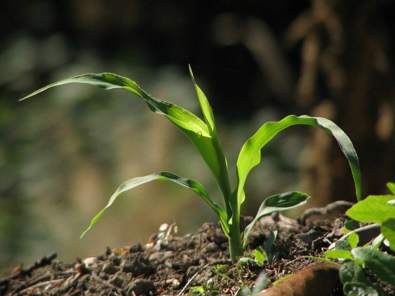Росток кукурузы из земли