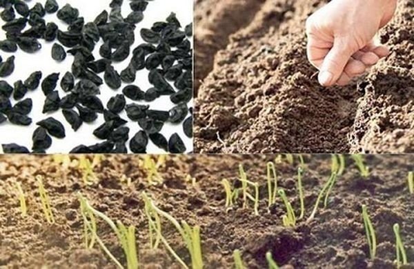 Посев семян в рыхлую почву