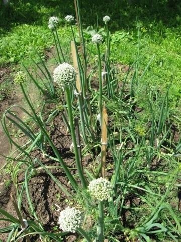 Allium cepa — репчатый лук