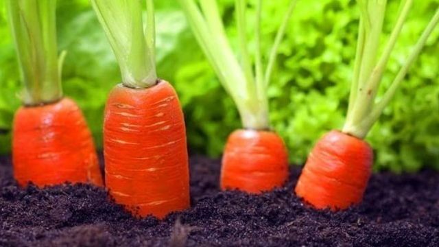 Как подготовить грядку с осени для моркови