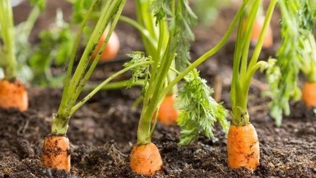 Лучшие способы и лайфхаки, как сажать морковь чтобы не прореживать
