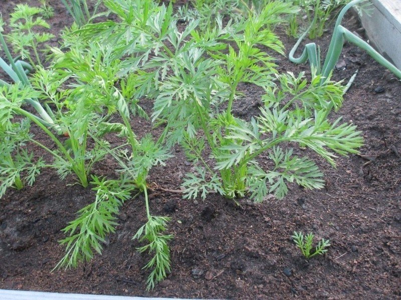 Полынь artemisia annua