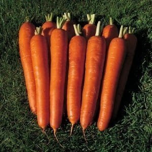 Позднеспелая и высокоурожайная морковь