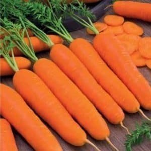 Позднеспелая и высокоурожайная морковь