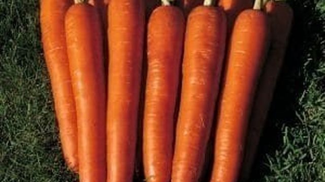 Морковь Император: описание сорта, фото, отзывы фермеров, особенности посадки и ухода