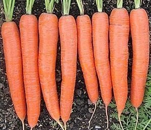 Морковь сорт тушон