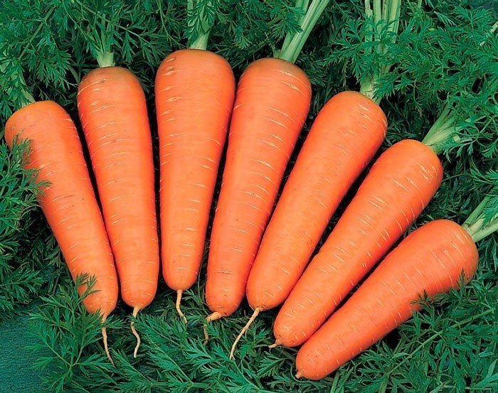 Морковь сорт жень-шень