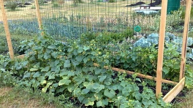 Способы посадки огурцов: описание необычных методик выращивания и советы огородников