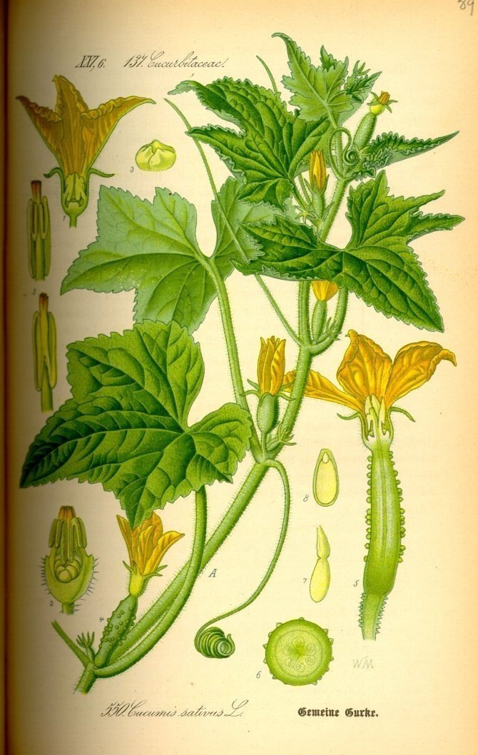 Огурец ботаническая иллюстрация