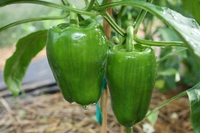 Зеленый болгарский перец сорта