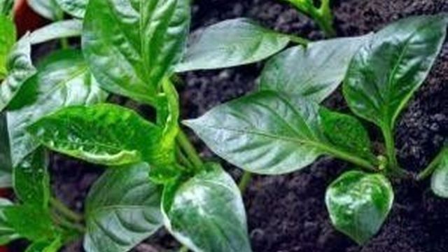 Основные причины и способы устранения скручивания листьев рассады перцев