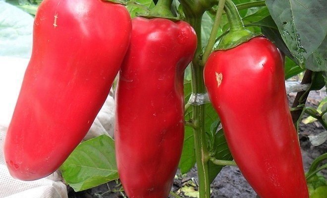 Красные овощи на снимке