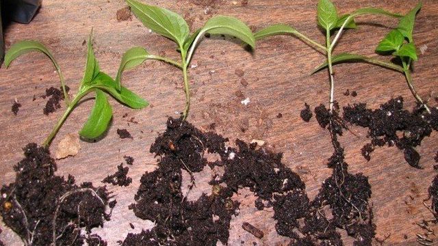 Выращивание рассады перца без пикировки в домашних условиях Фото Видео