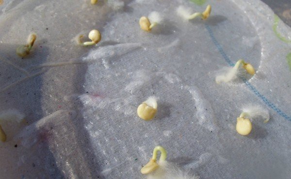 Проращивание семян перца