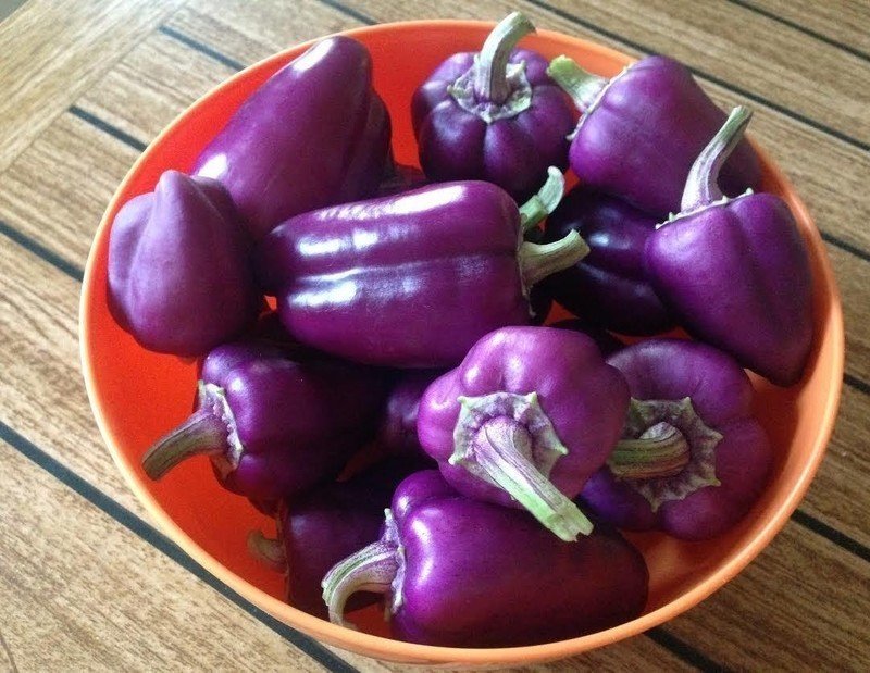 Перец lilac bell pepper