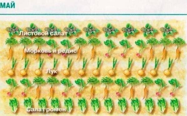 Схема посадки овощей на огороде