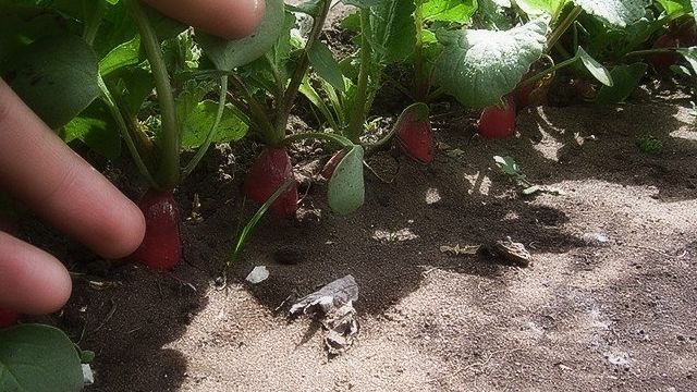 Выращивание редиса в открытом грунте