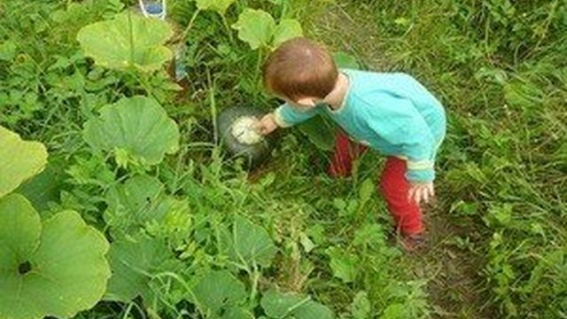 Выращивание тыквы. Как ухаживать за тыквой