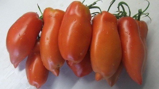 Характеристика томата “Перцевидный длинный минусинский”